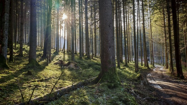 Sunlight floods a green forest path between tall trees, Franconian Forest nature park Park