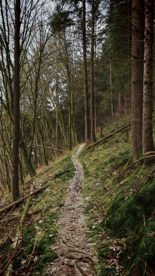 A narrow path snakes through a quiet stretch of forest, Franconian Forest nature park Park