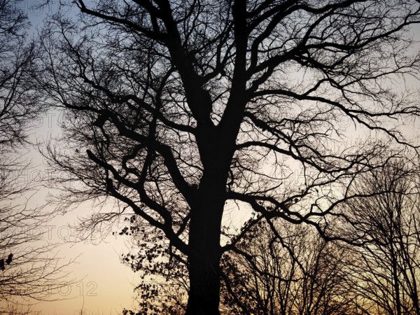 Dark silhouette of a large tree in front of a sunset sky, branched structure, Franconian Forest nature park Park