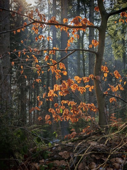 Trees with bright orange leaves, sunlight falling between the branches, Frankenwald nature park Park