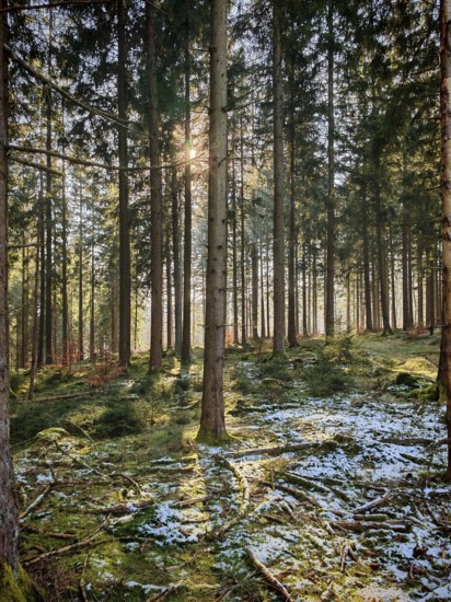 Sunbeams through high spruces (picea), wooded landscape with snow and mossy ground, beautiful light mood, Franconian Forest nature park Park
