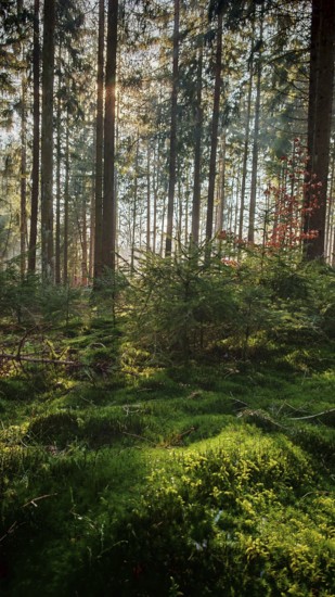 Sunlight breaks through tall rows of trees, illuminates the green, mossy forest floor, Franconian Forest nature park Park