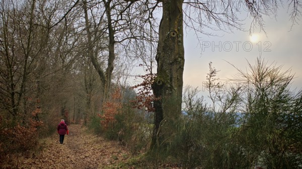 Person in red on a forest path covered with leaves, lined with winter trees, subdued light, Frankenwald nature park Park