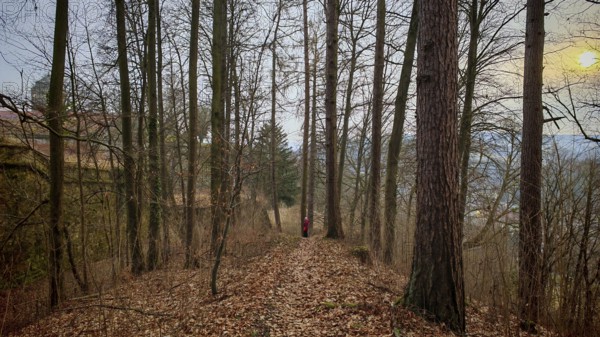 Winding forest trail with scattered leaves, surrounded by tall, barren trees at sunset with castle in the background, Frankenwald nature park Park