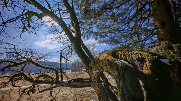 Moss-covered branches against a blue sky with clouds in a quiet landscape, Rennsteig, Thuringian Forest
