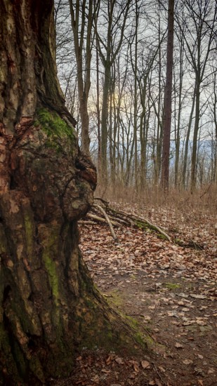 Close-up of a large log with moss on a path, autumnal forest atmosphere, Franconian Forest nature park Park