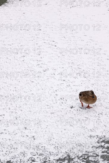 Traces of ducks in snow, winter, Germany