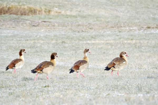 Nile geese in a field in winter, Germany