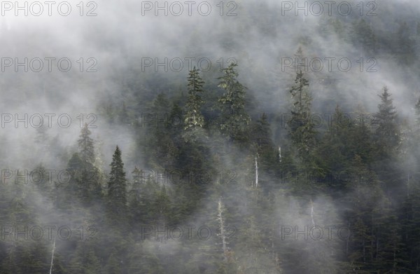 Dense forest on mountain slopes, mystical fog sweeping through the forest, Kenai Fjords National Park, Kenai Peninsula, Alaska, USA