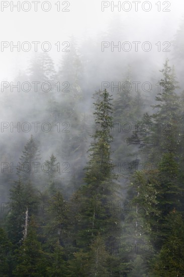 Dense forest on mountain slopes, mystical fog sweeping through the forest, Kenai Fjords National Park, Kenai Peninsula, Alaska, USA