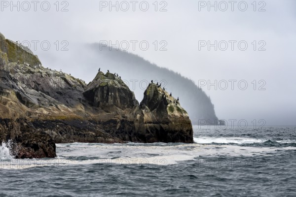 Rocky coast with birds, coastal landscape, Kenai Fjords National Park, Kenai Peninsula, Alaska, USA