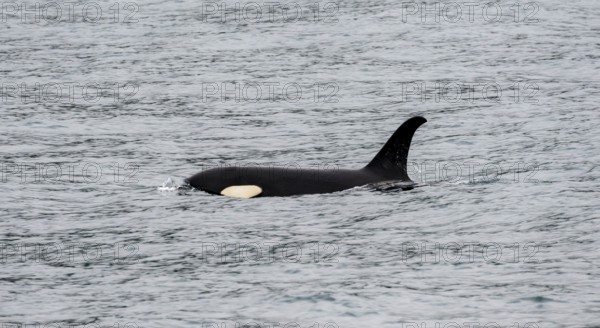 Killer whale (Orcinus orca), Orca, Resurrection Bay, Kenai Fjords National Park, Kenai Peninsula, Alaska, USA