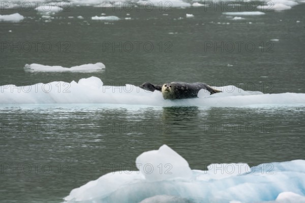 Harbour seal (Phoca vitulina) lying on an ice floe in Northwestern Fjord, Kenai Fjords National Park, Kenai Peninsula, Alaska, USA