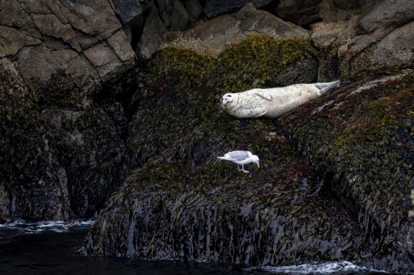 Harbour seal (Phoca vitulina) lying on rocks on the coast, Kenai Fjords National Park, Kenai Peninsula, Alaska, USA