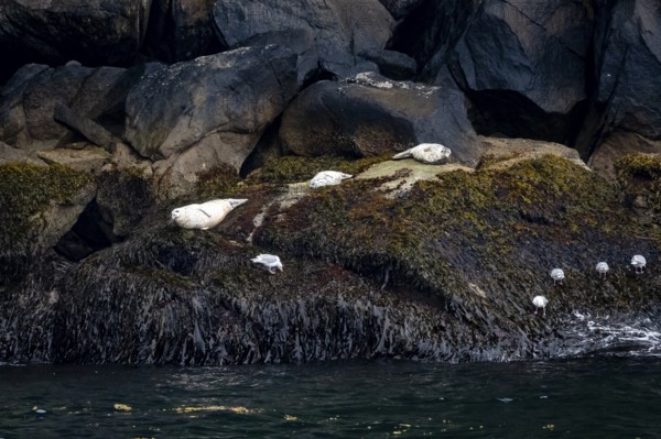 Harbour seals (Phoca vitulina) lying on rocks on the coast, Kenai Fjords National Park, Kenai Peninsula, Alaska, USA