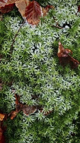 Green forest floor with moss (musco) and fallen leaves, autumnal atmosphere, Franconian Forest nature park Park