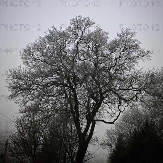 Black and white silhouette of a bare tree against a calm sky, Frankenwald nature park Park
