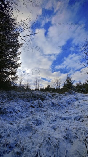Wintery forest landscape with snow-covered ground and bright blue sky, Franconian Forest nature park Park