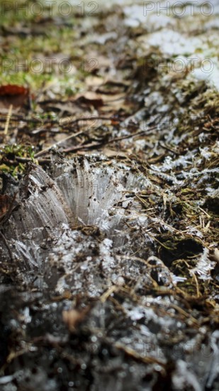 Ice structures grow in threads from the ground on snow and soil at close range, Frankenwald nature park Park