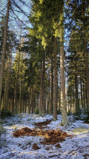An open area in the forest with a mixture of snow and earth, forest floor churned up by wild boar (sus scrofa), Franconian Forest nature park Park