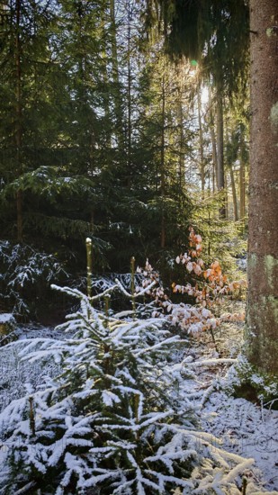 A forest with snow-covered trees and sunlight penetrating through the leaves, Frankenwald nature park Park