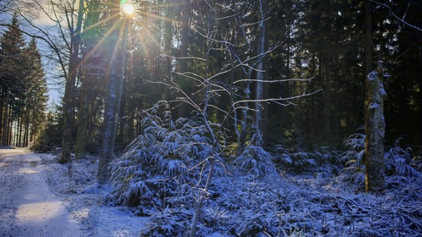 A forest trail with snow and sun rays shining through the trees, Franconian Forest nature park Park