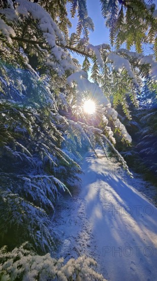 A snowy path illuminated by sunlight, surrounded by fir trees, Franconian Forest nature park Park
