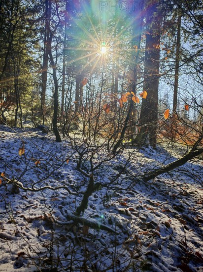 Sunbeams illuminate a snowy forest with orange leaves, Frankenwald nature park Park