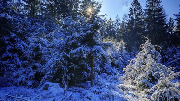 Snow-covered fir trees in the forest that are penetrated by sunlight, Frankenwald nature park Park
