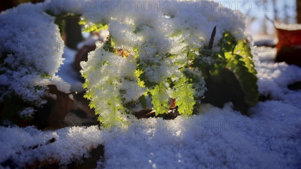 Green leaves covered with snow are illuminated by sunlight, Frankenwald nature park Park