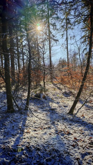 Snow-covered forest floor with shade and sun rays, Franconian Forest nature park Park