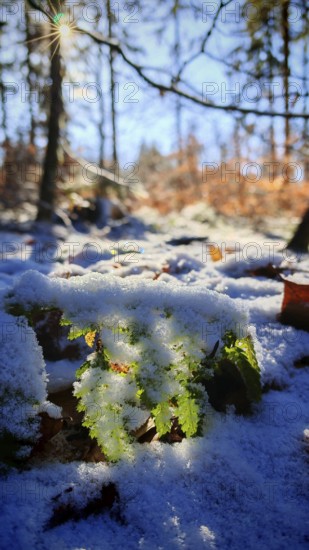 Sunlight on snow-covered ground and leaves in the forest, Frankenwald nature park Park