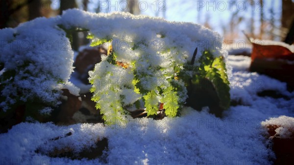 Green leaf under a layer of snow with brilliant light from above, Franconian Forest nature park Park