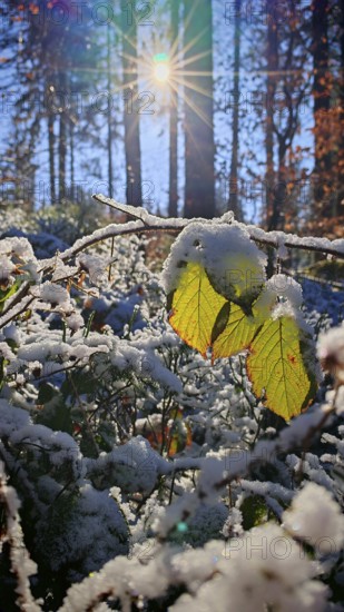 Snowy leaves in the foreground with sunlight in the background, Frankenwald nature park Park