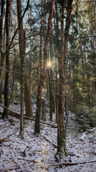 Sunlight breaks through snow-covered trees in a dense forest, Frankenwald nature park Park