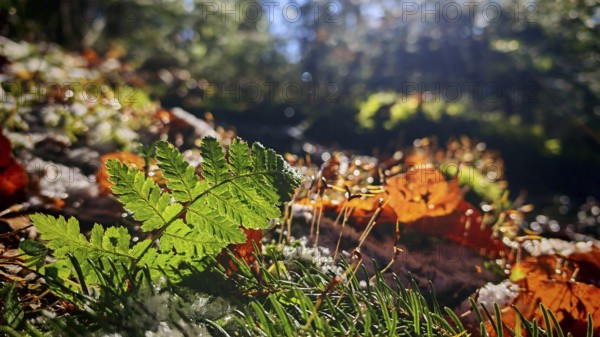 Green leaf of a fern (far) and autumn leaves illuminated by sunbeams in the forest, Franconian Forest nature park Park