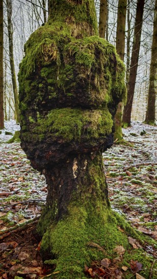 Tree trunk with lush moss and mushroom-like shape with face, green forest spirit, in a wintery forest, Franconian Forest nature park Park