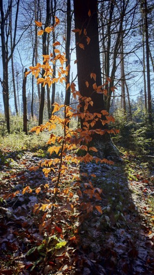 Single tree with orange leaves in sunlight in the forest, Frankenwald nature park Park