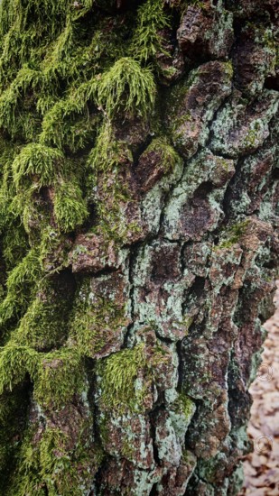 Close-up of moss-covered tree bark with detailed texture, Frankenwald nature park Park