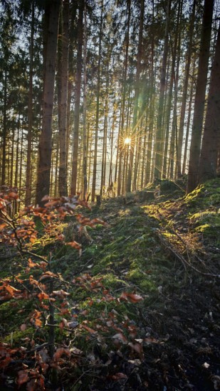 Sunbeams break through the forest and illuminate autumn leaves and shade, Franconian Forest nature park Park