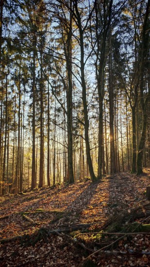 Soft sunlight falls through tall trees in autumn forest and creates long shadows, Franconian Forest nature park Park