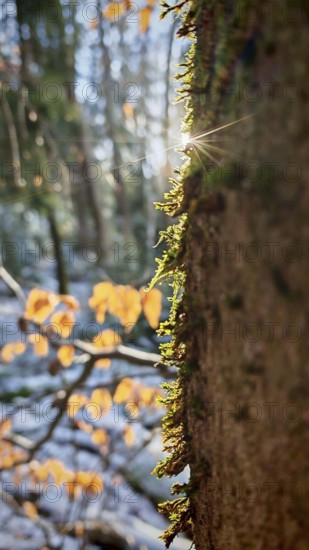 Close-up of a moss-covered tree trunk illuminated by sunbeams, Frankenwald nature park Park