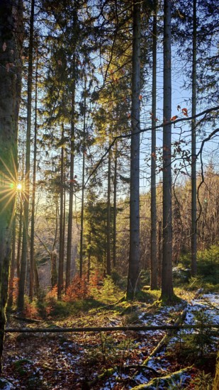Sunset in the forest, long shadows and golden light between tall trees, Franconian Forest nature park Park