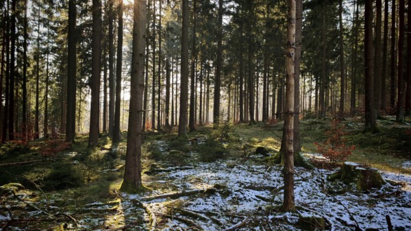 Forest with snow-covered ground and sun rays shining through the trees, Franconian Forest nature park Park