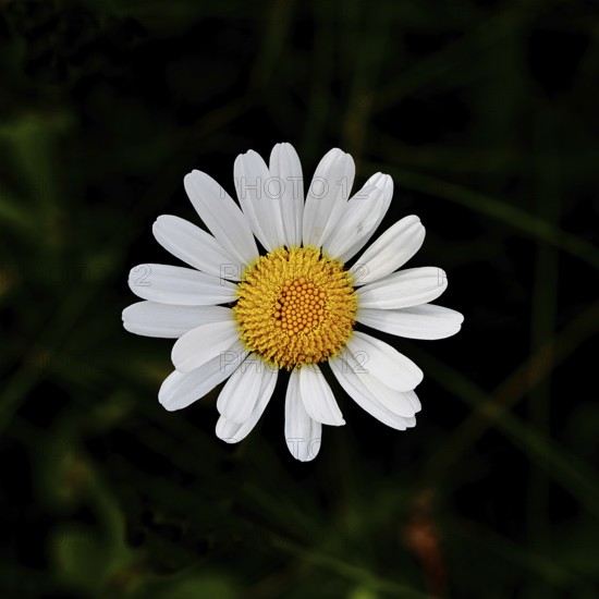Daisy (Leucanthemum vulgare), flower in a meadow, close-up, macro, Wilnsdorf, North Rhine-Westphalia, Germany