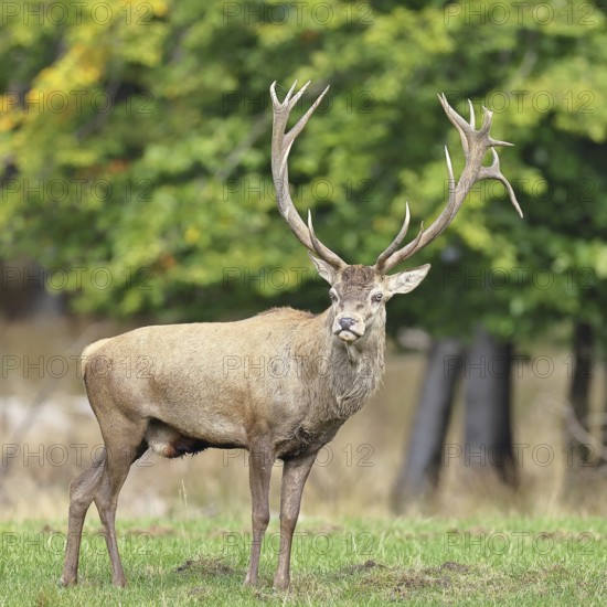 Red deer (Cervus elaphus) during the rutting season, capital stag in a forest clearing, wildlife, autumn, Sauerland, North Rhine-Westphalia, Germany