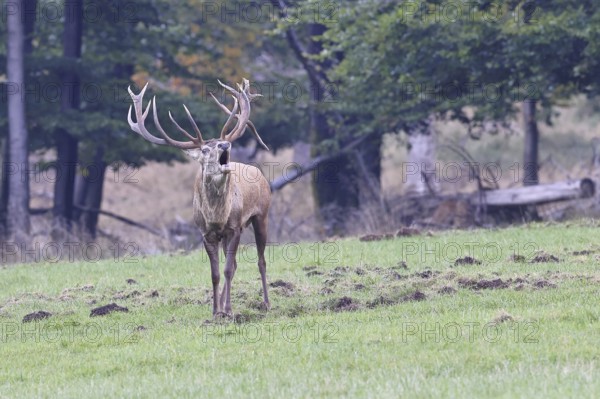 Red deer (Cervus elaphus) during the rutting season, a large stag roaring in a forest clearing, wildlife, autumn, Sauerland, North Rhine-Westphalia, Germany