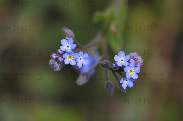Field forget-me-not, field forget-me-not (Myosotis arvensis), tiny flowers, on a wild field, Wilnsdorf, North Rhine-Westphalia, Germany