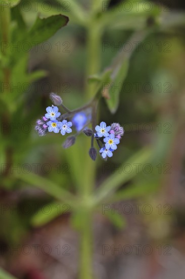Field forget-me-not, field forget-me-not (Myosotis arvensis), tiny flowers, on a wild field, Wilnsdorf, North Rhine-Westphalia, Germany