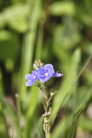 Gamander speedwell (Veronica chamaedrys), men's fritillary, flowers in a deciduous forest, blue blossom, spring, Wilnsdorf, North Rhine-Westphalia, Germany